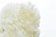 White Stuffed Teddy Bear